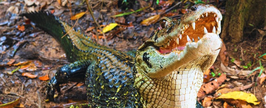 Caiman Program: 2 Days – 1 Night
