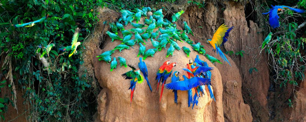 Taricaya Ecological Reserve Tour
